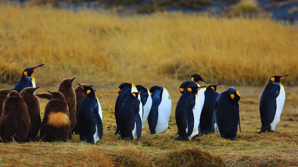 Abenteuer am Ende der Welt: Königspinguin und Feuerland in 1 Tag