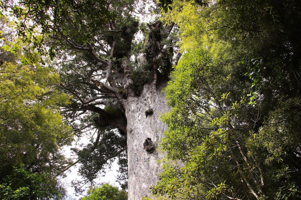 Waipoua Forest: Tane Mahuta & Kauri Museum ab Auckland