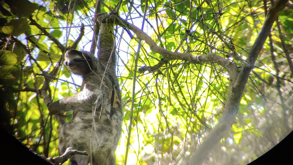Puerto Limón: Cahuita-Nationalpark & Tortuguero-Kanal