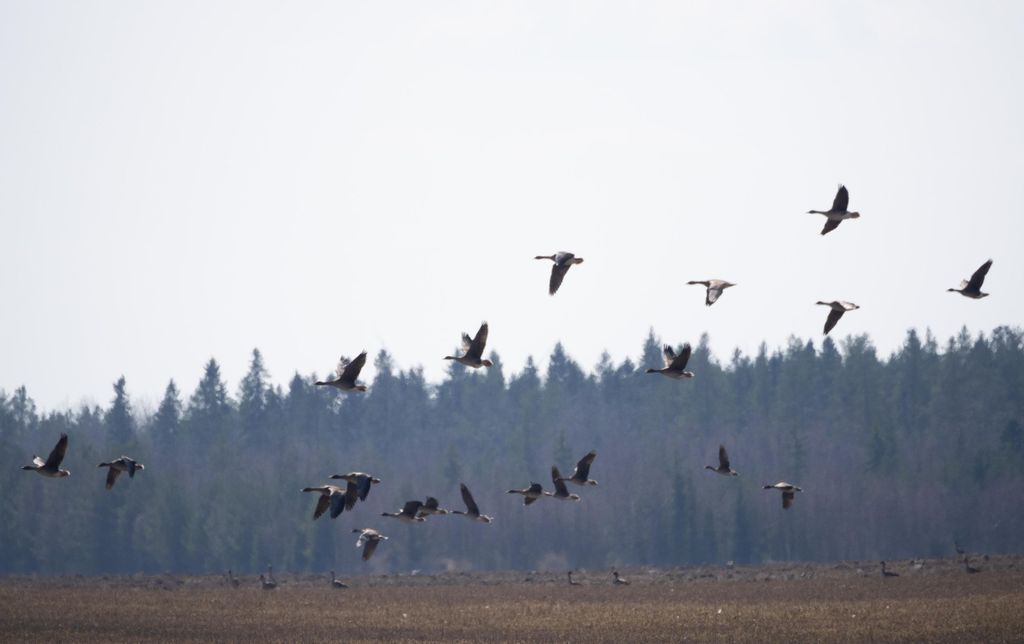 Oulu: Vogelbeobachtung im Frühling im Naturschutzgebiet Liminka