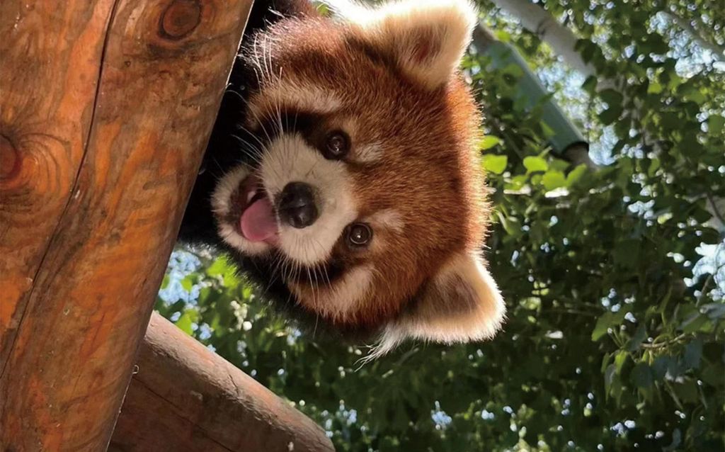 Private Tour zu den Pandas in Chengdu und Dujiangyan mit Blue Tears