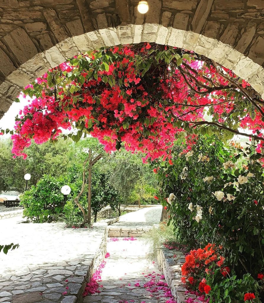 Zypriotische Traditionen und Eselabenteuer