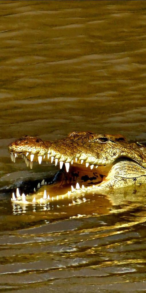 Unsere Jeep-Safari im Nairobi-Nationalpark