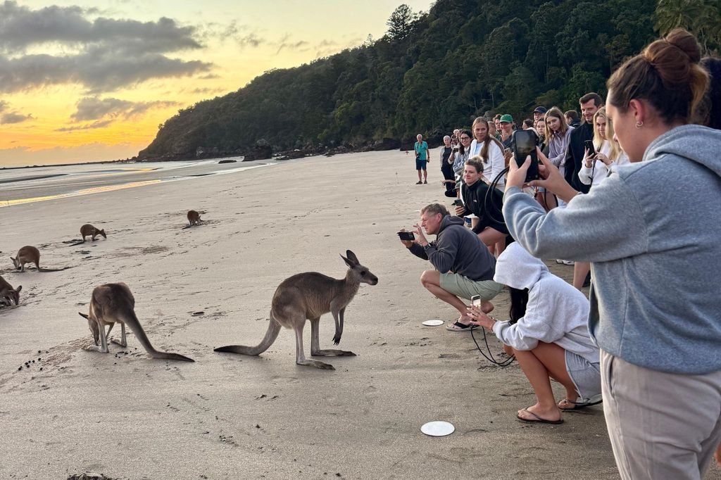 Airlie Beach: Kängurus am Strand bei Sonnenaufgang