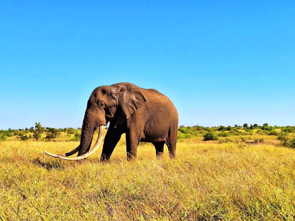 Entdecke den Krüger Park & Sabi Sands für 4 Tage & 3 Nächte