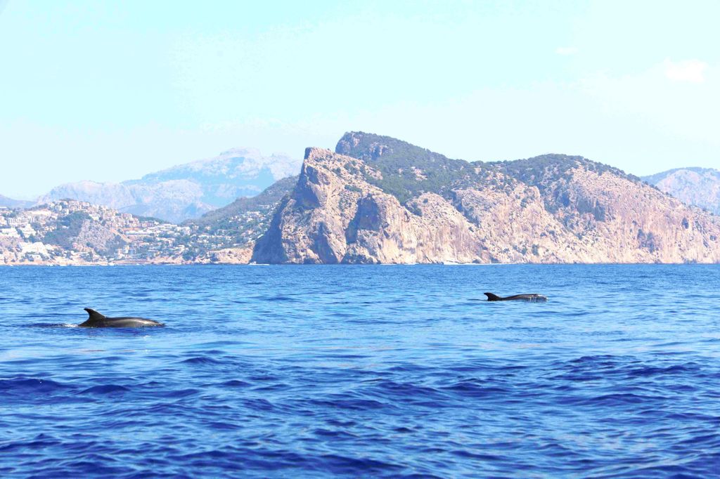 Von Palma: 3-stündige Delfinbeobachtungstour am Nachmittag