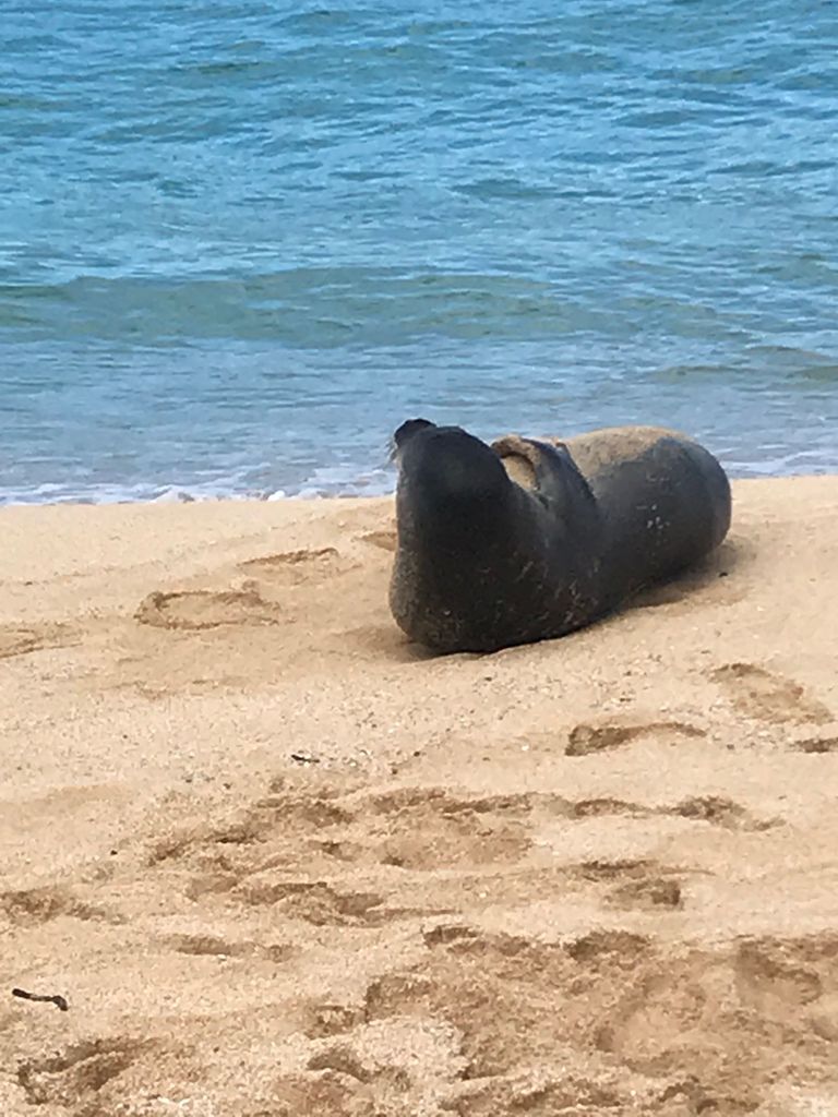 Oahu: Waimea Falls & Tal & North Shore Tag