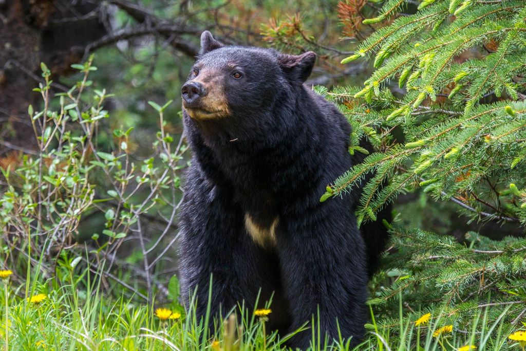 Jasper-Nationalpark: Wildtier-Beobachtungstour am Abend oder Morgen