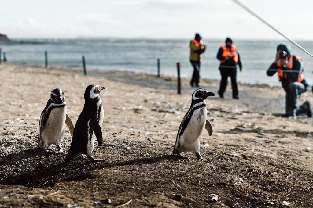 Punta Arenas: Spaziergang mit Pinguinen auf der Insel Magdalena & Marta