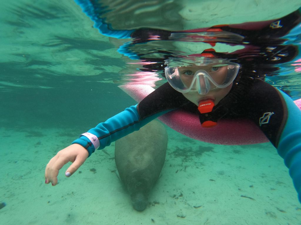 Crystal River: Schwimmen mit Seekühen Private Tour Kostenlose Fotos
