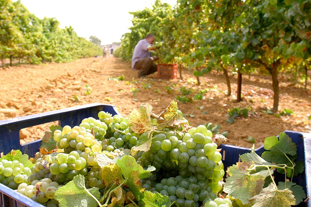 Chiclana de la Frontera: Weingut-Tour mit Weinverkostung