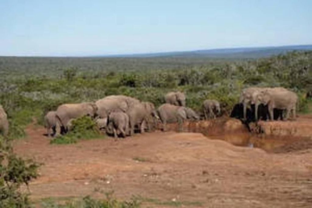 East London: Addo Elephant Park 2-Tages-Fotosafari