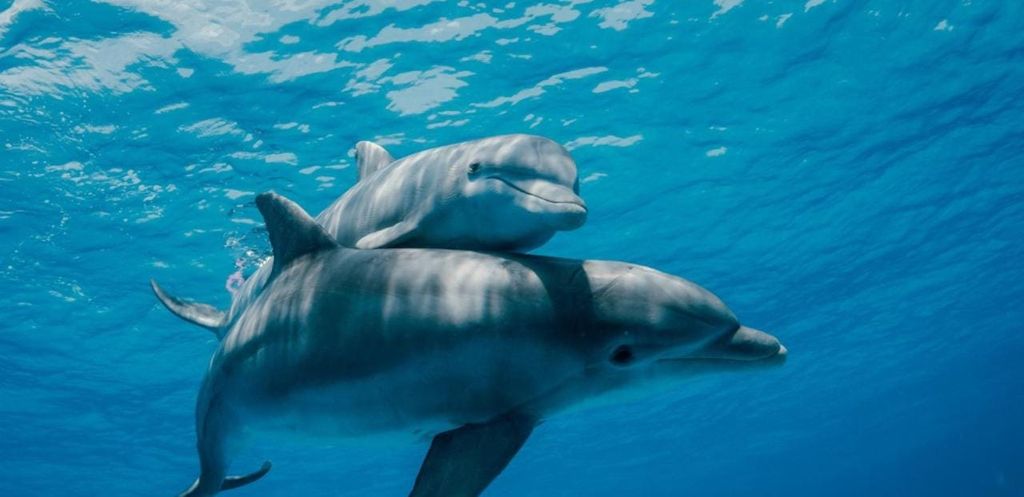 AB NUNGWI; MNEMBA SCHNORCHELN UND DELFIN TOUR