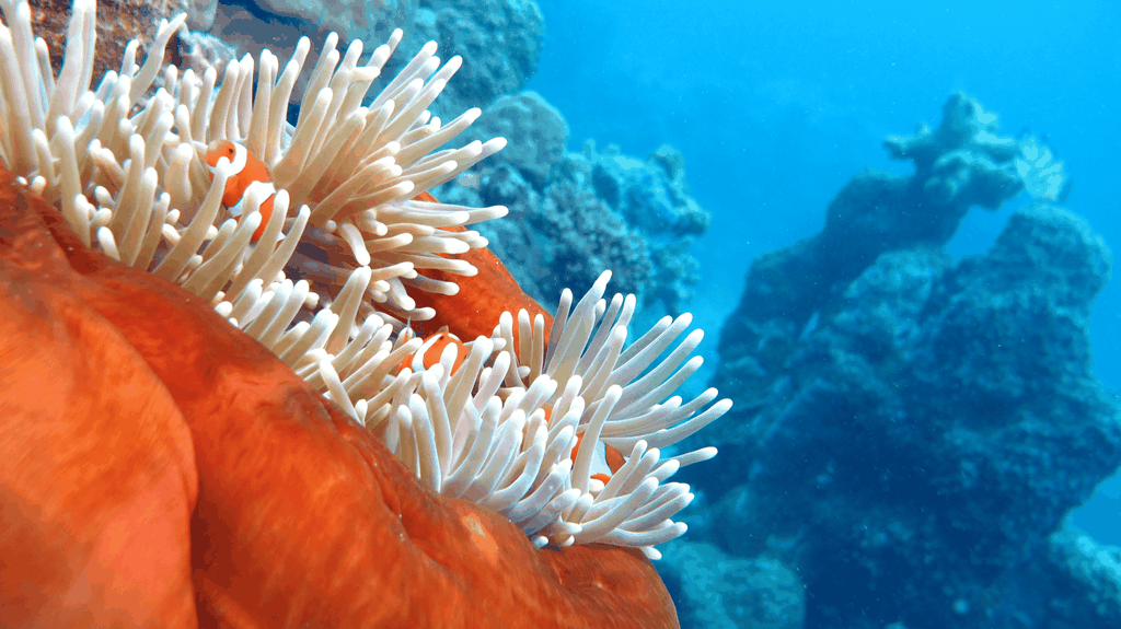 Ab Cairns: Premium-Tour zum Great Barrier Riff & Coral Cay