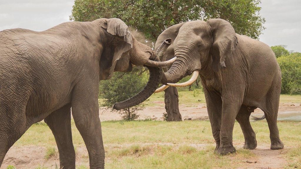 Landausflüge zum Hluhluwe-iMfolozi-Park, KwaZulu-Natal
