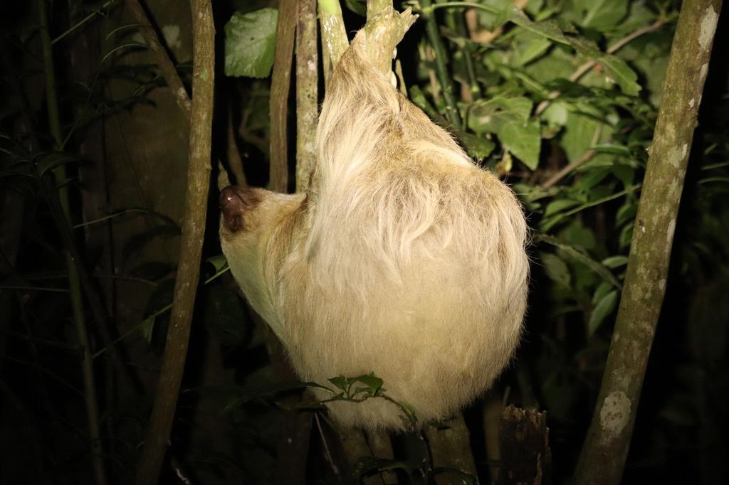 Monteverde: Geführte Nachtwanderung im Wald