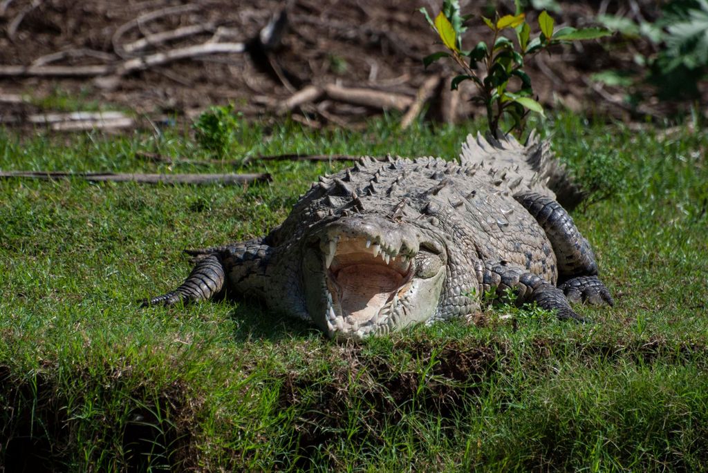 Von San José aus: Carara National Park und Tárcoles River Tour