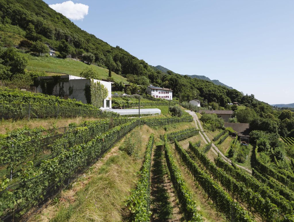 Unser Wine Tour & Tasting-Erlebnis in Arogno, Tessin