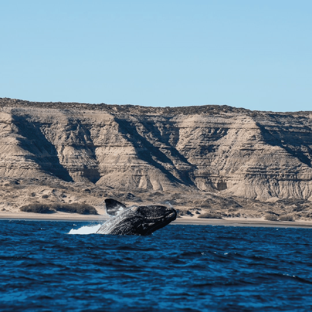 Von Puerto Madryn aus: Landausflug auf die Halbinsel Valdés