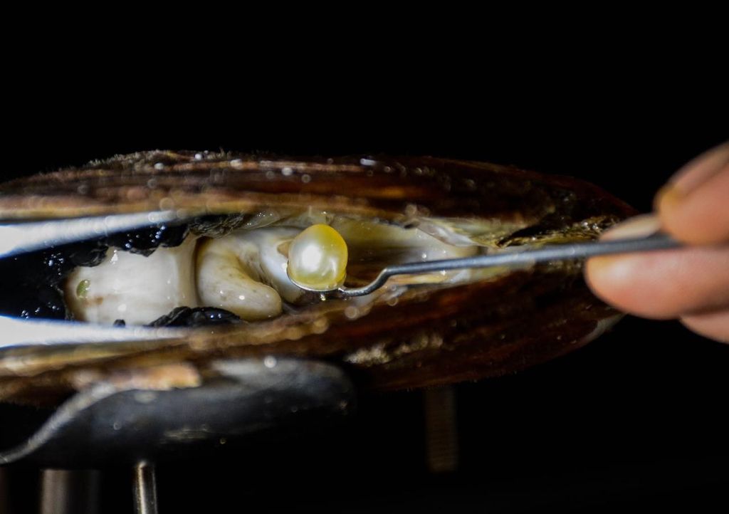 Entdecke Lomboks Perlenfarm & die Geheimnisse der Perlenherstellung
