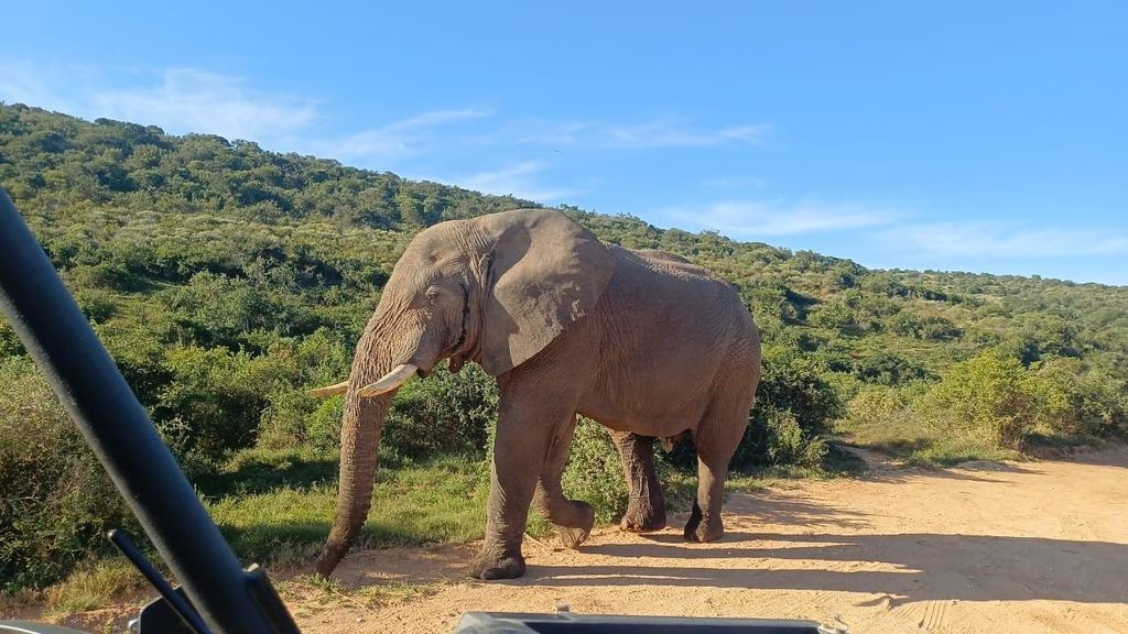 Addo: Addo-Elefanten-All-Inclusive-Tagessafari