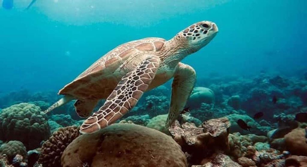 Schwimmen mit Meeresschildkröten, Kuza-Höhle, Paje-Strand, Mittagessen