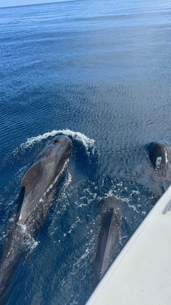 Martinique: Delfinbeobachtung und Schnorcheln mit Schildkröten
