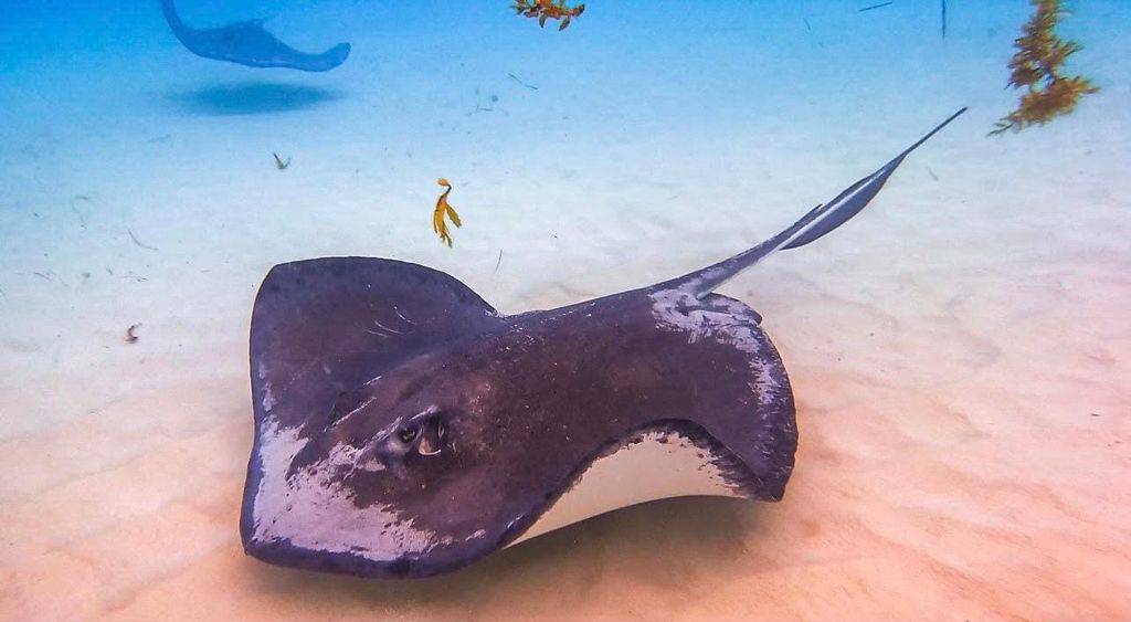 Ultimative Grand Cayman Tour mit 4 Stopps