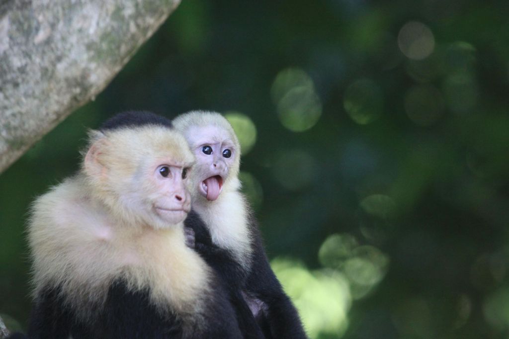 Geführte Tour durch den Nationalpark Manuel Antonio