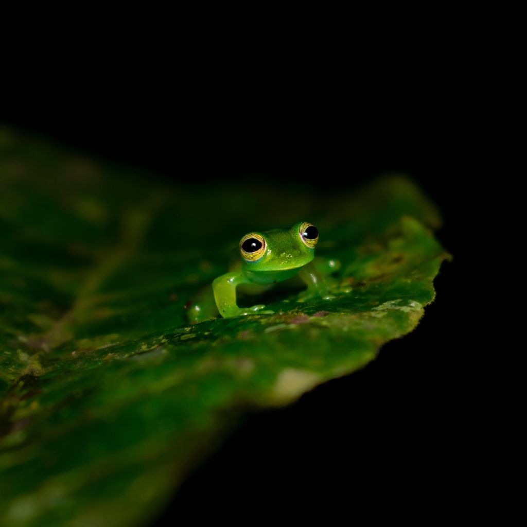Monteverde: Nachtwanderung im magischen Wald