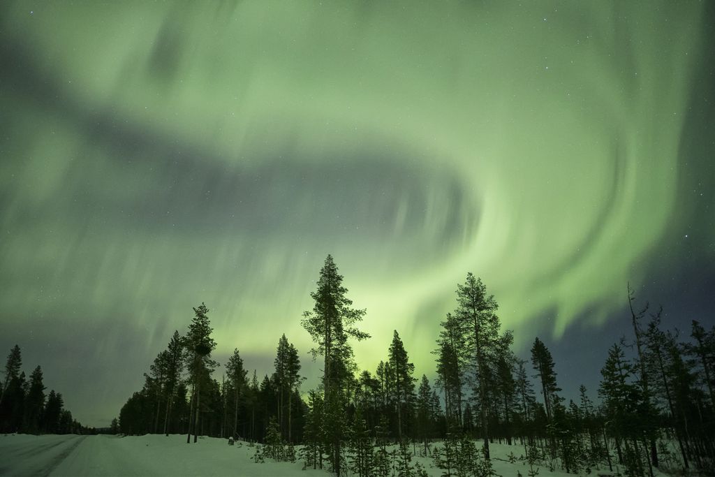 Polarlichte über einem Wald nahe Kiruna