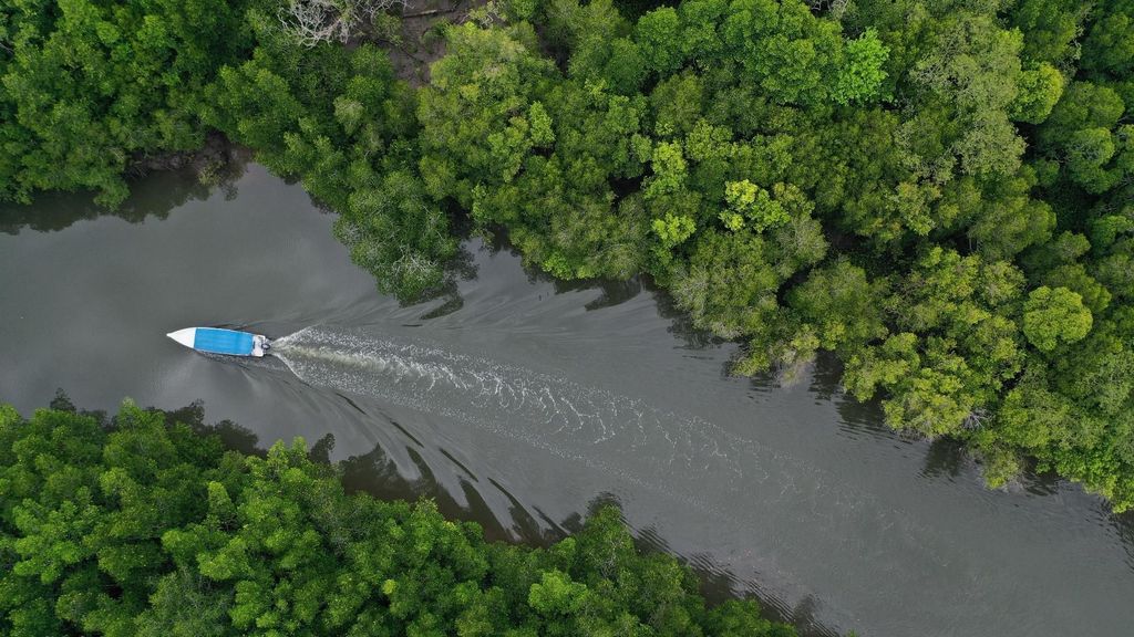 Langkawi Signature Mangrove Discovery Bootstour (geteilt)