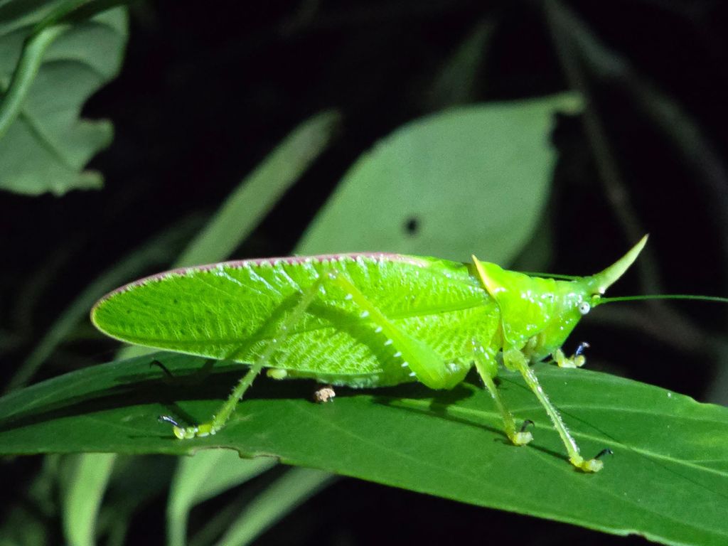 Monteverde: Nachtwanderung mit Guide und Taschenlampen
