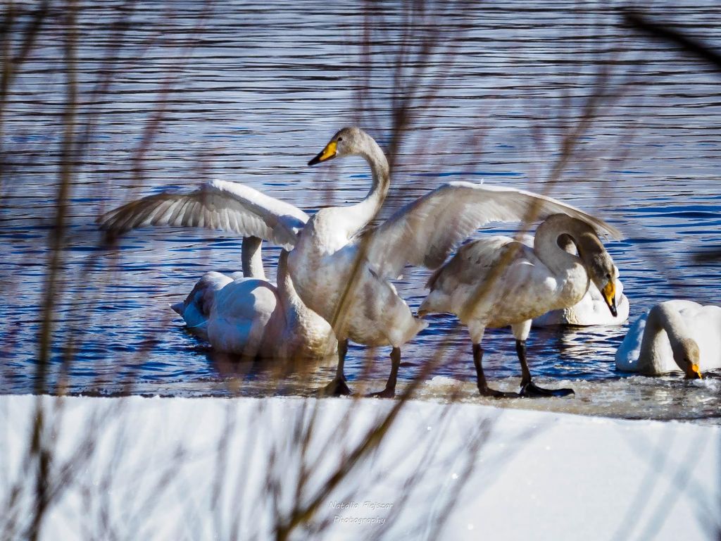 Oulu: Geführter Rundgang im arktischen Frühling