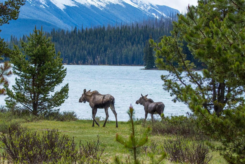 Jasper: Wildnis- und Sightseeing-Tour mit Wanderung am Seeufer