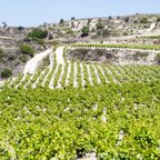 Weinbaugebiet auf Zypern