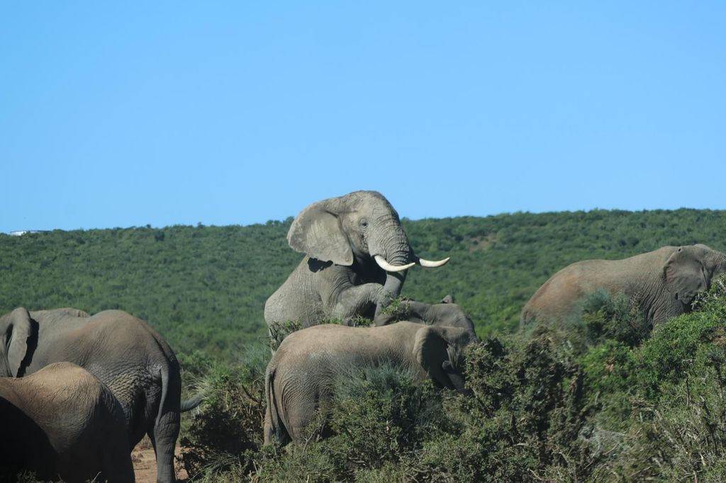 Addo: Pirschfahrt im Addo-Elefanten-Nationalpark Privat