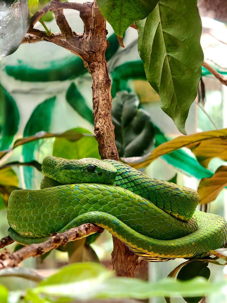 Selvatura Park: Drei Ökosysteme, ein geführtes Erlebnis