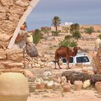 Kamel zwischen Ruinen