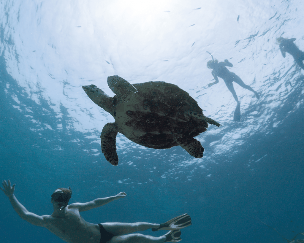 Salalah Unterwasser: Entdecke das Schnorchelparadies von Mirbat