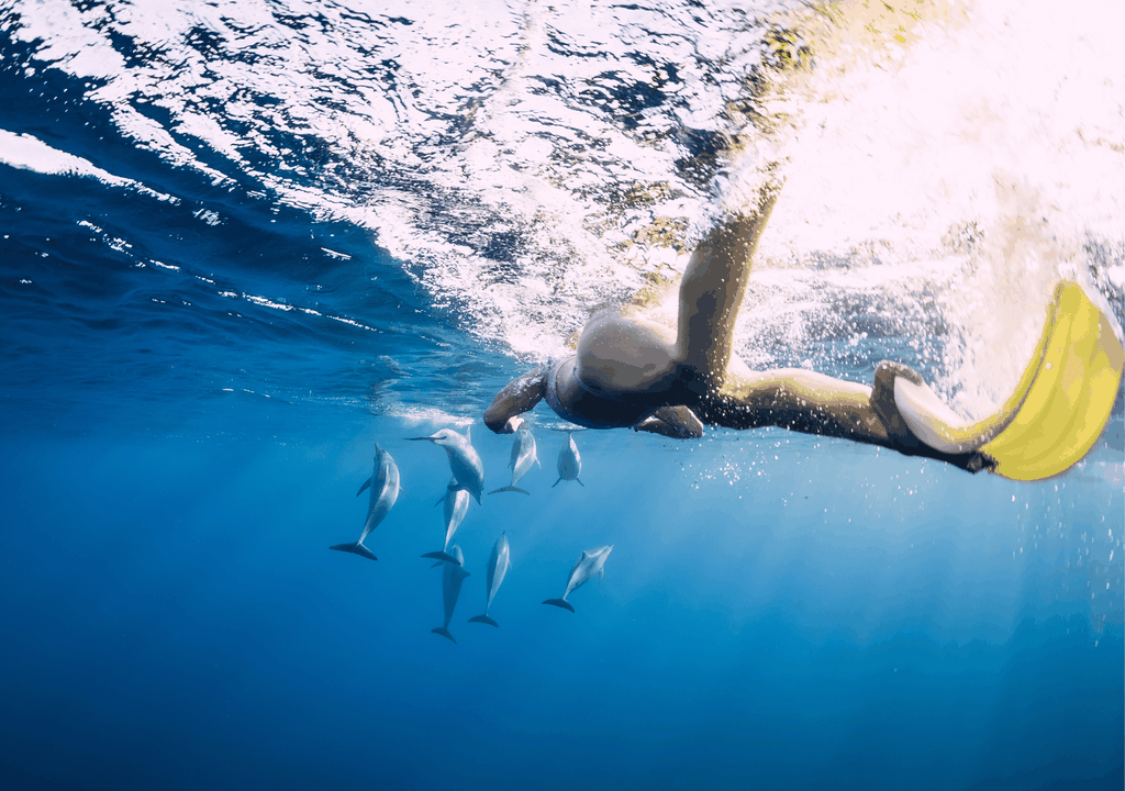 Tamarin: Delfine, Crystal Rock, Benitiers Island, Mittagessen