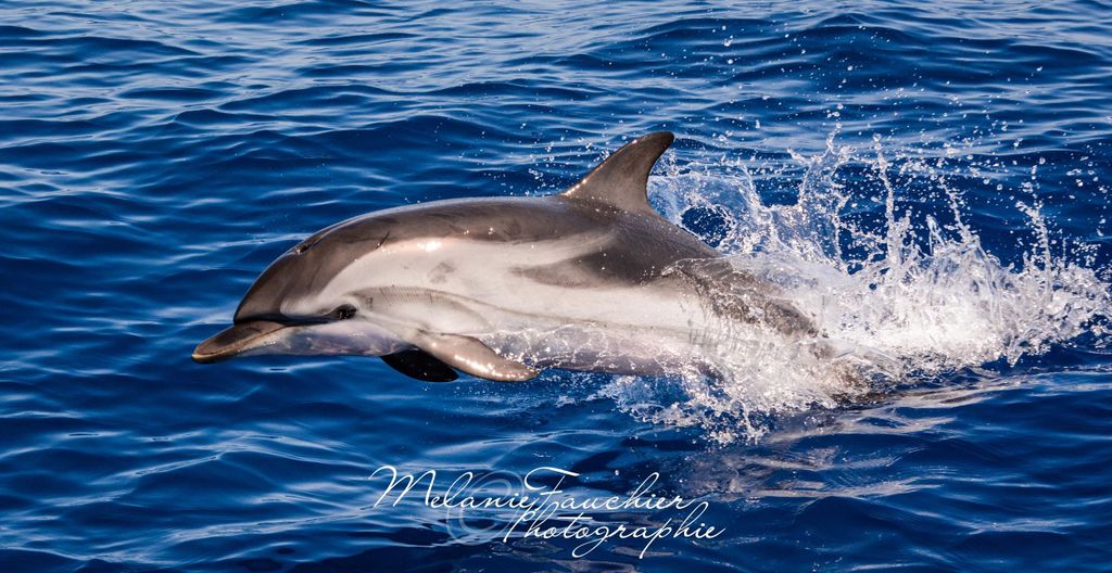 Whale-Watching, Delfine & Wale ab Bandol