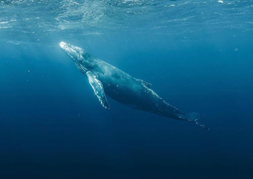 Haleiwa: Oahu North Shore Whale Watching Bootstour