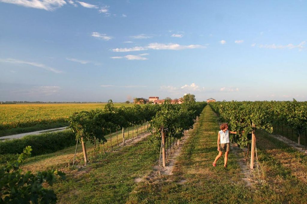 Wein Tour in den Hemingway Ländereien nahe der Lagune von Caorle