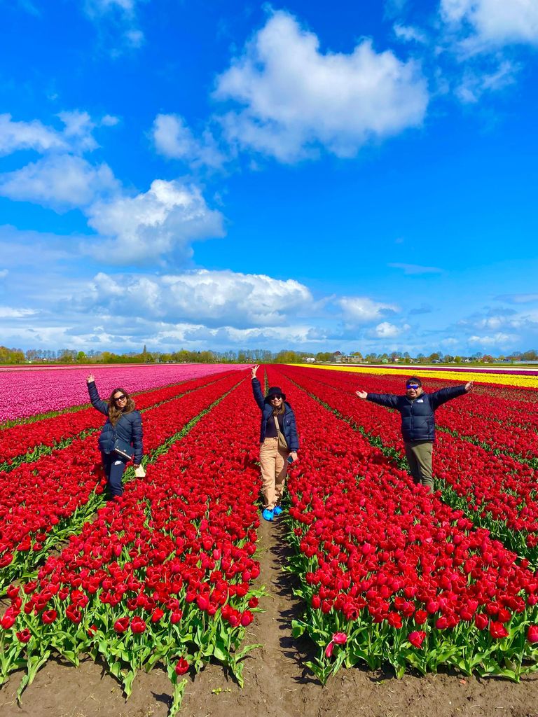Amsterdam: Tulpenfelder-Tagestour mit Mittagessen & Windmühle