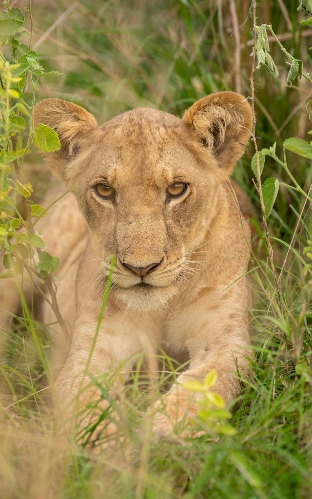 Entdecke unsere 4-tägige Tansania-Safari in die Serengeti und zum Ngorongoro