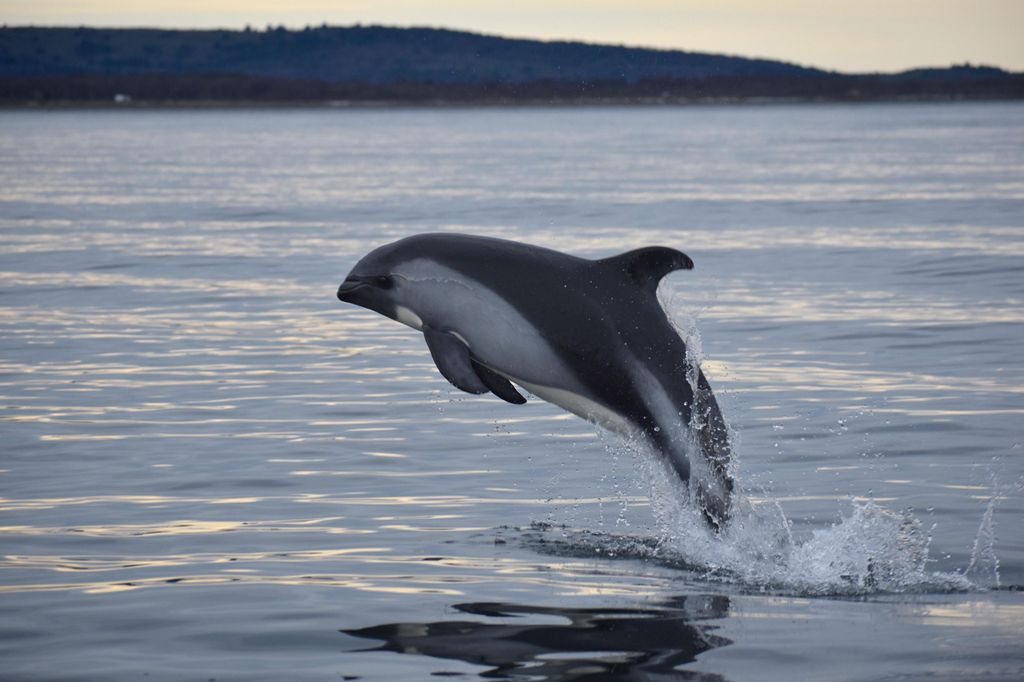 Punta Arenas: Austral Dolphin & Wildlife Watching Bootstour