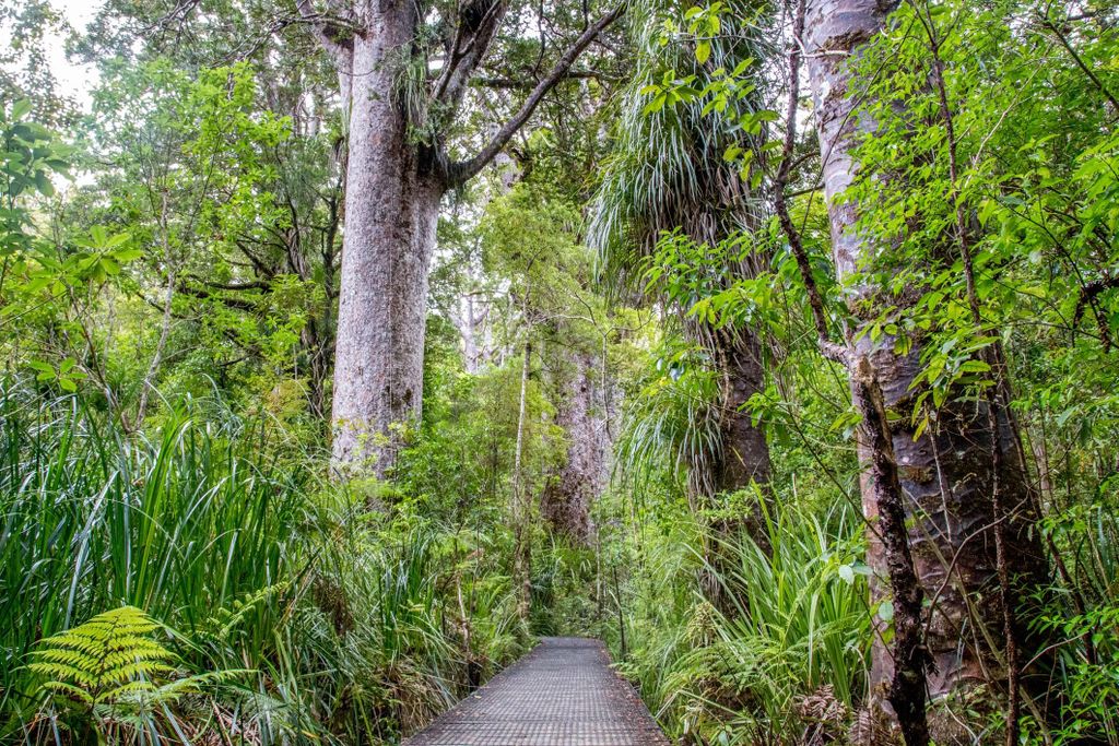 Bay of Islands: Geführte Tour durch den Puketi Kauri Forest
