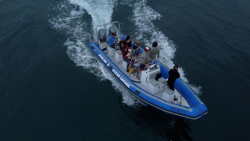 Kapstadt: Safari-Tour mit Meeresbiologen – V&A Waterfront