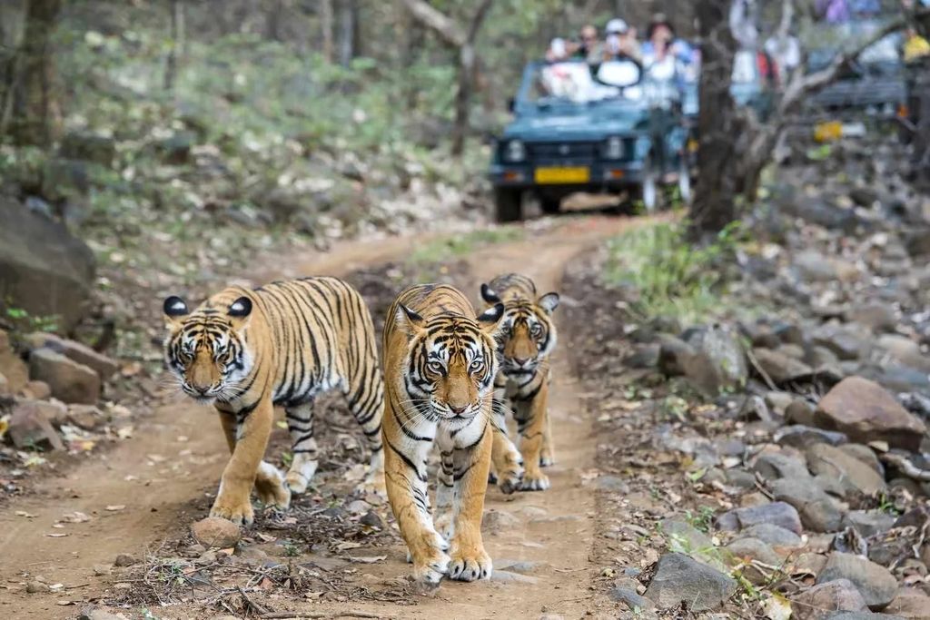 Ab Delhi: 7-tägige Goldene-Dreieck- & Ranthambore-Safari
